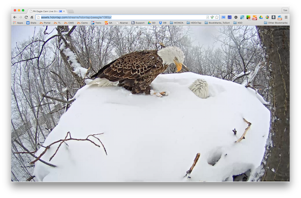 Hanover Eagles On The Nest Buried In Snow