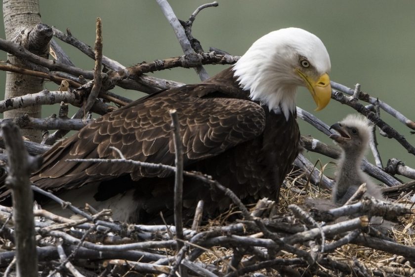 Bald Eagle In the Nest Feeding a Chick