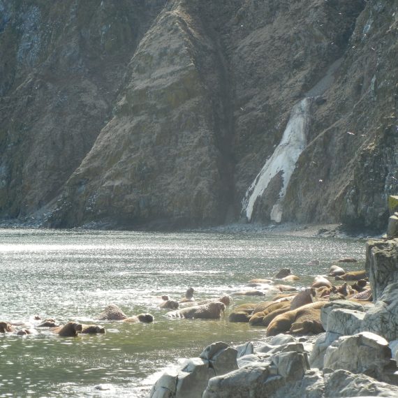 Round Island Alaska - Main Beach with Camera and Walrus