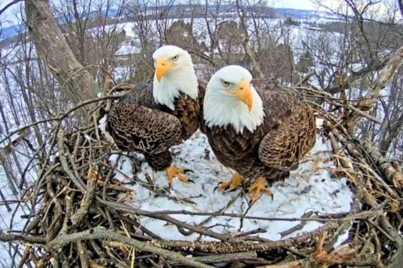 Eagles in the Hanover PA Nest