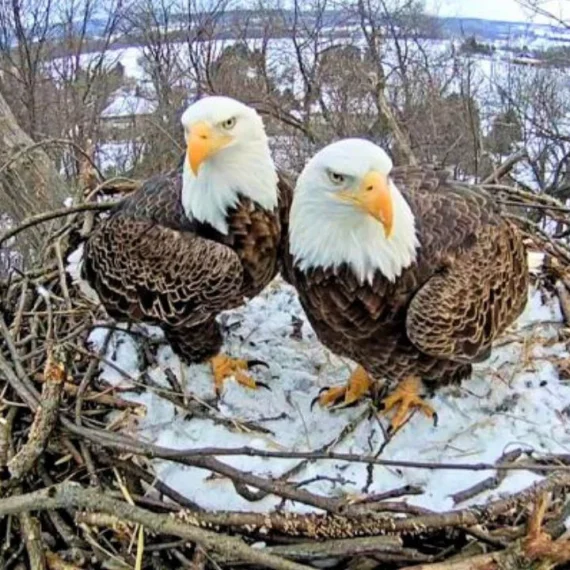 Eagles in the Hanover PA Nest