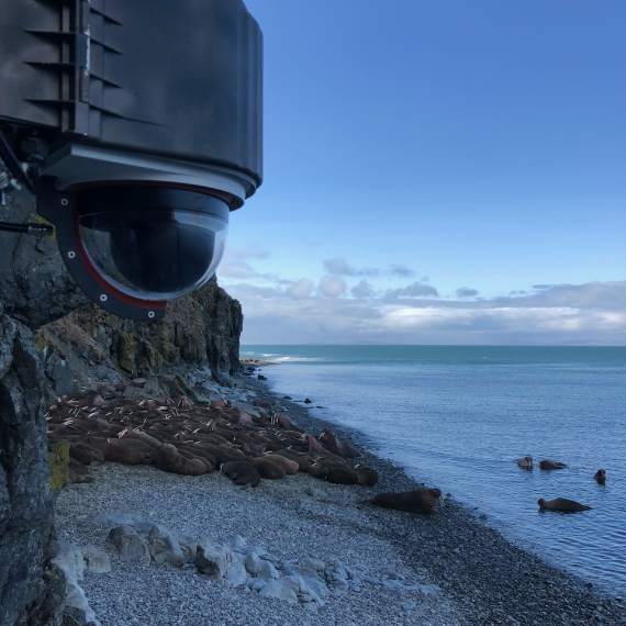 walrus round island alaska live cam install