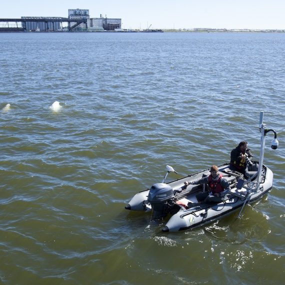 Beluga Whale Live Broadcasting Boat In the Bay in Churchill Manitoba Canada