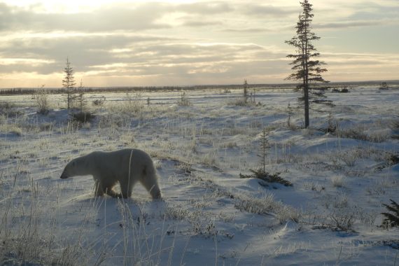 Polar Bear Walking Across The Tundra in Churchill Manitoba Canada