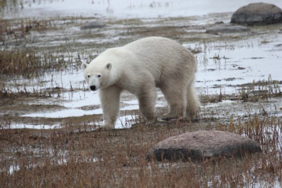 Polar Bear Walking On The Tundra