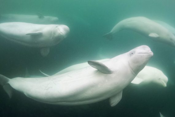 Beluga Whale Underwater in Churchill Manitoba Canada