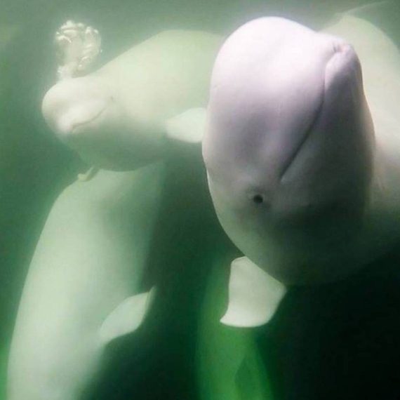 Beluga Whale Underwater in Churchill Manitoba Canada