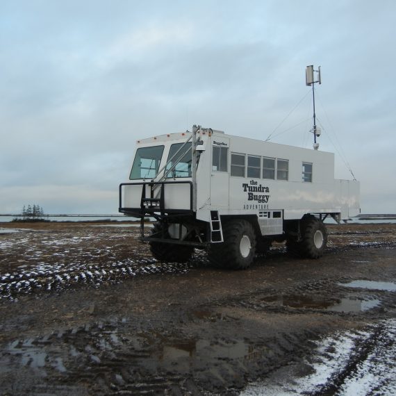 Churchill Polar Bears Live Camera Installation Images