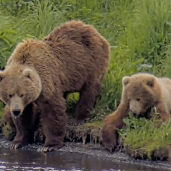 Kodiak Island Bears x 3