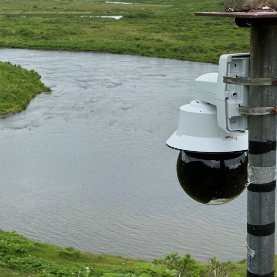 Axis Camera Overlooking Bears