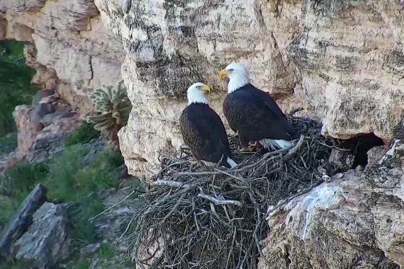 Lake Pleasant Eagles In The Cliffside Nest