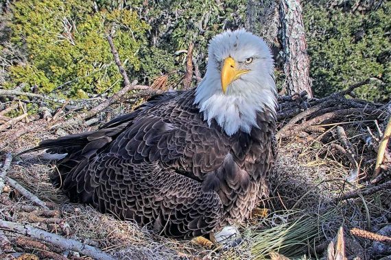 Bald Eagle Laying In a Nest