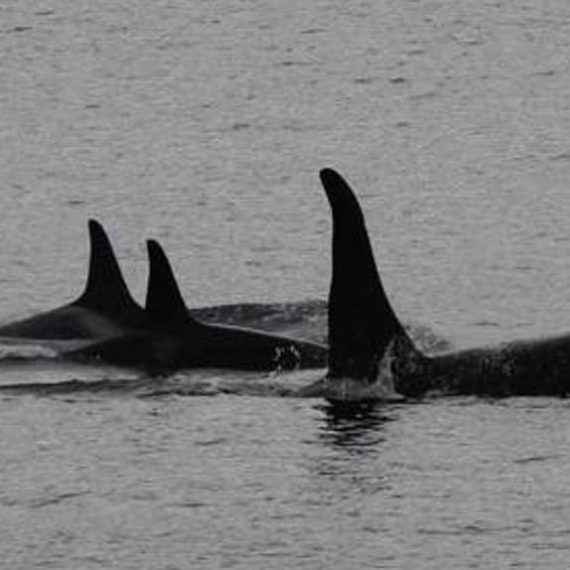 Orca Whales