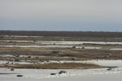 Churchill Polar Bears Live Camera Installation Images