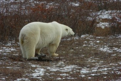 Churchill Polar Bears Live Camera Installation Images