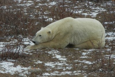 Churchill Polar Bears Live Camera Installation Images