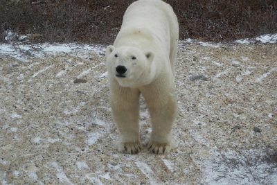 Churchill Polar Bears Live Camera Installation Images