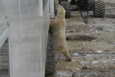 Churchill Polar Bears Live Camera Installation Images