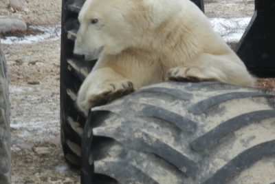 Churchill Polar Bears Live Camera Installation Images