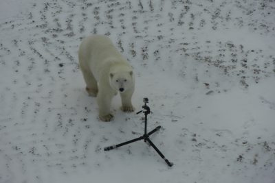 Churchill Polar Bears Live Camera Installation Images