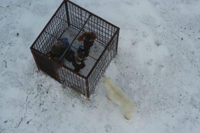 Churchill Polar Bears Live Camera Installation Images