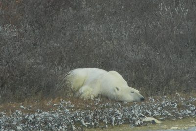 Churchill Polar Bears Live Camera Installation Images