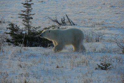 Churchill Polar Bears Live Camera Installation Images