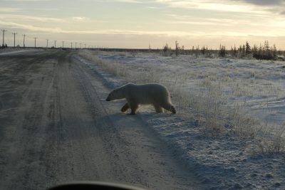 Churchill Polar Bears Live Camera Installation Images