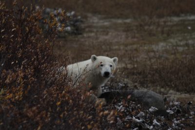 Churchill Polar Bears Live Camera Installation Images