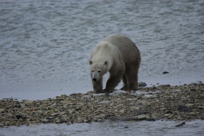 Churchill Polar Bears Live Camera Installation Images