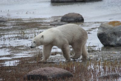 Churchill Polar Bears Live Camera Installation Images