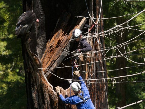 Condor Nest In Hollow Tree