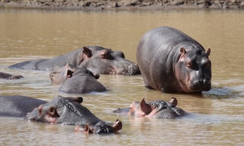 Hippos in the water at Mpala Ranch in Kenya