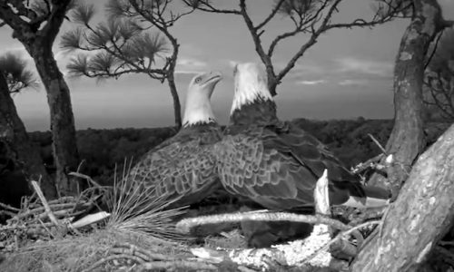 Infrared Image of Eagles in the NEFL Nest