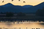 Sandhill-cranes-at-dusk-AZFGD_640x550_crop_center