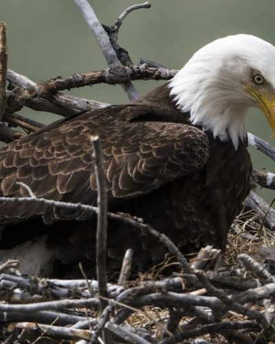 Bald Eagle In the Nest Feeding a Chick