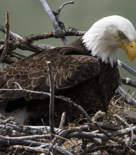 Bald Eagle In the Nest Feeding a Chick